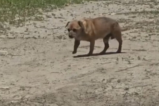 video amenda de 12 000 de lei pentru un barbat care a abandonat un caine in statiunea mamaia 6842d48c53de5
