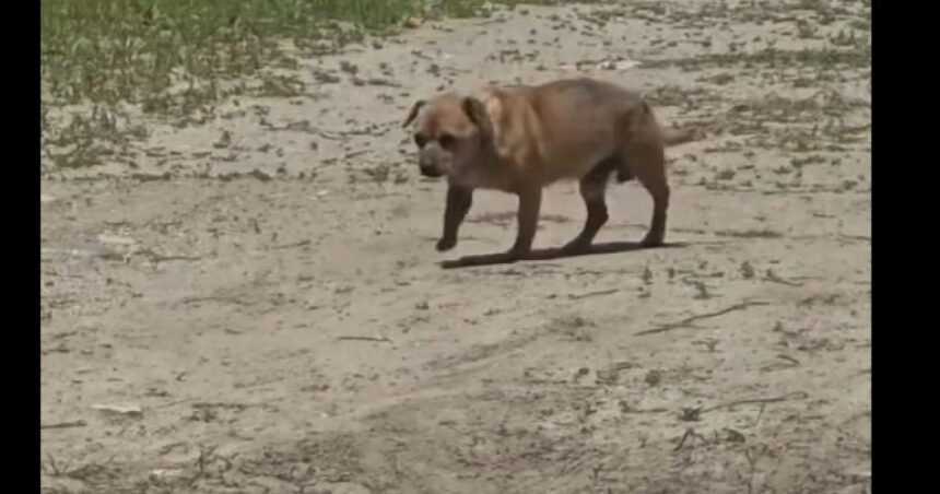 Amendă de 12.000 de lei pentru un bărbat care a abandonat un câine în staţiunea Mamaia 1 video amenda de 12 000 de lei pentru un barbat care a abandonat un caine in statiunea mamaia 6842d48c53de5