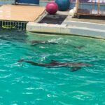 Ce spune directorul Complexului Muzeal de Științe ale Naturii Constanța despre cauza morții delfinului Chen Chen 3 video ce spune directorul complexului muzeal de stiinte ale naturii constanta despre cauza mortii delfinului chen chen 684d3f0d20482