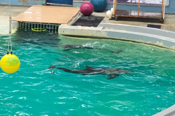 video ce spune directorul complexului muzeal de stiinte ale naturii constanta despre cauza mortii delfinului chen chen 684d3f0d20482
