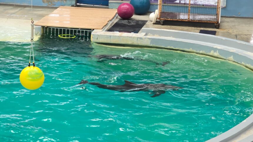 video ce spune directorul complexului muzeal de stiinte ale naturii constanta despre cauza mortii delfinului chen chen 684d3f0d20482