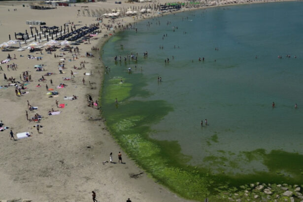 video covor de alge pe litoral la inceput de sezon cum explica specialistii fenomenul intalnit de regula spre finalul verii 68426b117f38b