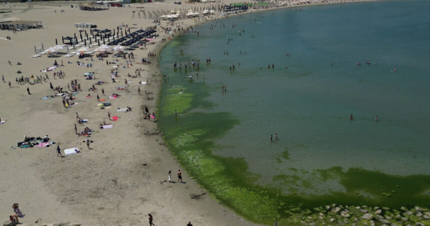 Covor de alge pe litoral, la început de sezon. Cum explică specialiștii fenomenul întâlnit, de regulă, spre finalul verii. 1 video covor de alge pe litoral la inceput de sezon cum explica specialistii fenomenul intalnit de regula spre finalul verii 68426b117f38b
