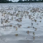 video dansul rusaliilor surprins din nou in delta dunarii roiuri de efemeride filmate in zona sulina 683d7e957d93c
