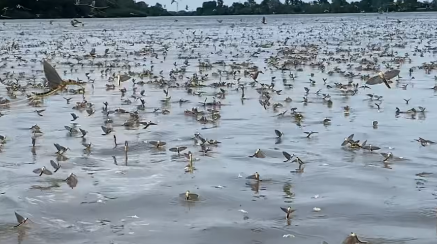 video dansul rusaliilor surprins din nou in delta dunarii roiuri de efemeride filmate in zona sulina 683d7e957d93c