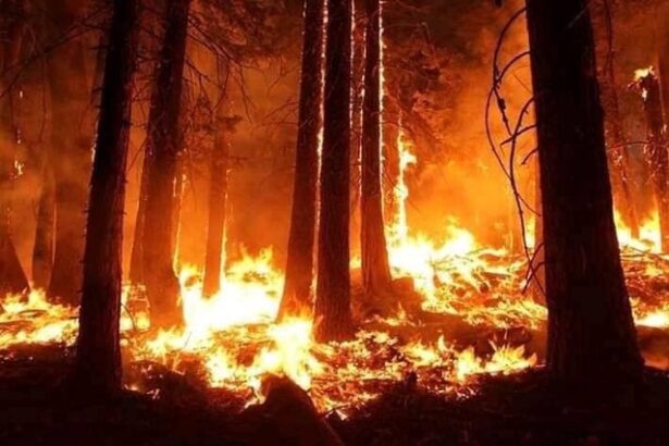 video fumul incendiilor din canada a ajuns in europa 683f594198108