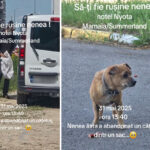 video gest inuman momentul in care un catelus batran este abandonat in mamaia 683c14745fe41