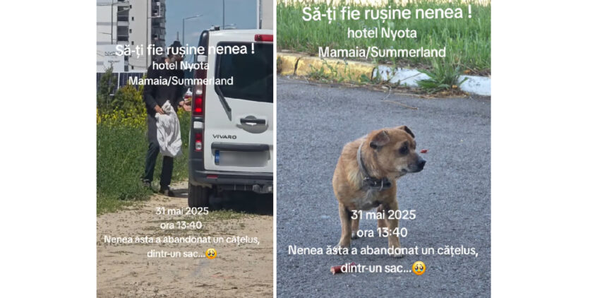 video gest inuman momentul in care un catelus batran este abandonat in mamaia 683c14745fe41
