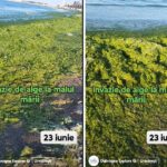 video invazie de alge la malul marii de adunat dimineata nu se poate 685a47553b2bf