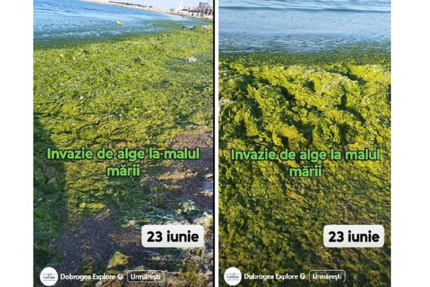 video invazie de alge la malul marii de adunat dimineata nu se poate 685a47553b2bf