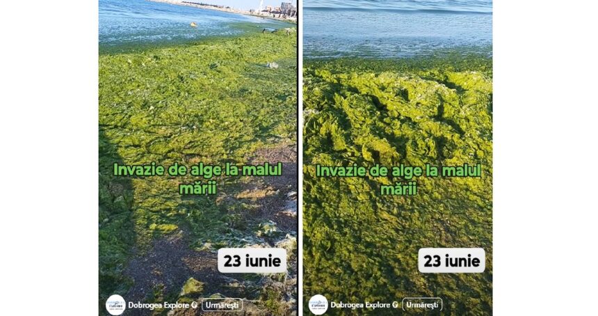 video invazie de alge la malul marii de adunat dimineata nu se poate 685a47553b2bf