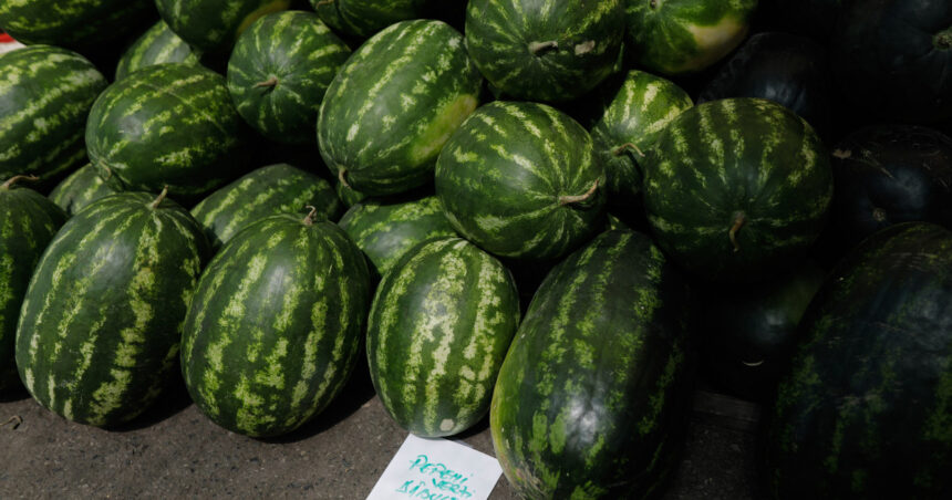 video pepenii romanesti in pericol de disparitie suprafata cultivata a scazut in timp ce fermierii cauta aternativa mai profitabila 6852a1e6b5744