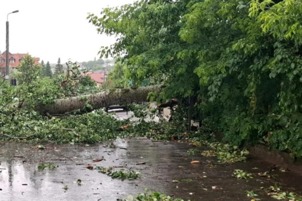 video plopul lui eminescu prabusit la iasi in timpul unei furtuni va fi folosit de sculptori creatiile vor fi expuse in acelasi loc 685c5f9a98b7a