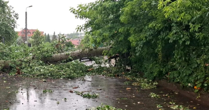 video plopul lui eminescu prabusit la iasi in timpul unei furtuni va fi folosit de sculptori creatiile vor fi expuse in acelasi loc 685c5f9a98b7a
