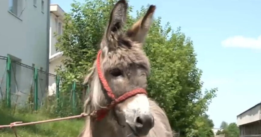 Povestea măgărușului Petrică din Mărginimea Sibiului, care a ajuns la facultate la Iași, având o singură sarcină: să stea cuminte. 1 video povestea magarusului petrica din marginimea sibiului care a ajuns la facultate la iasi are o singura sarcina sa stea cuminte 6850f9a50adcf