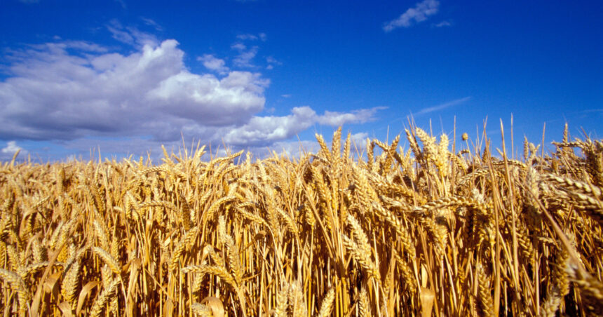 video romania va avea o productie record la cereale in 2025 fermierii sunt multumiti de prognoza culturile de grau ajutate de ploi 68452a37265dc