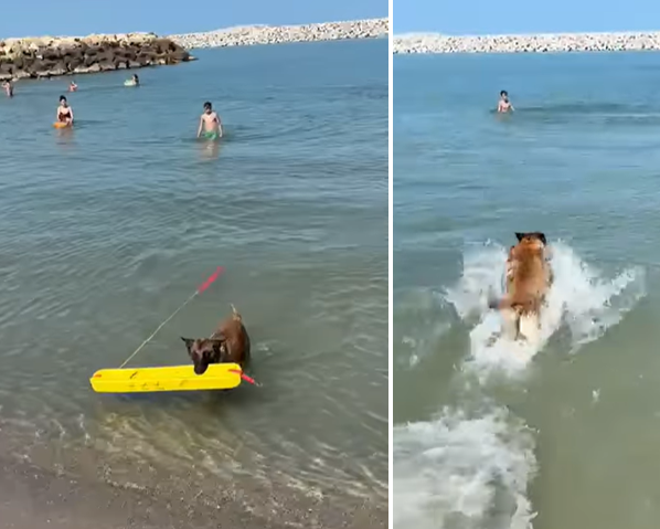 video salvamarii din costinesti au cooptat un nou membru in echipa pe chelsea o femela malinois 68518f5ccb032