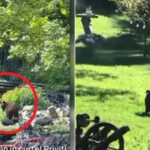 video toti muntii sunt plini orasul in care localnicii sunt terorizati de ursi zi si noapte animalele intra fara frica in gospodarii 684a7abfe7e47