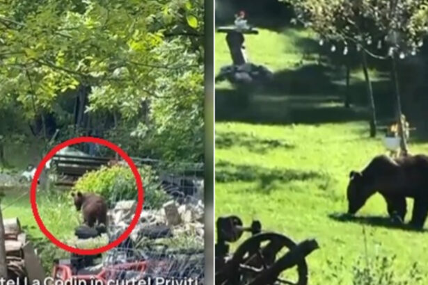 video toti muntii sunt plini orasul in care localnicii sunt terorizati de ursi zi si noapte animalele intra fara frica in gospodarii 684a7abfe7e47