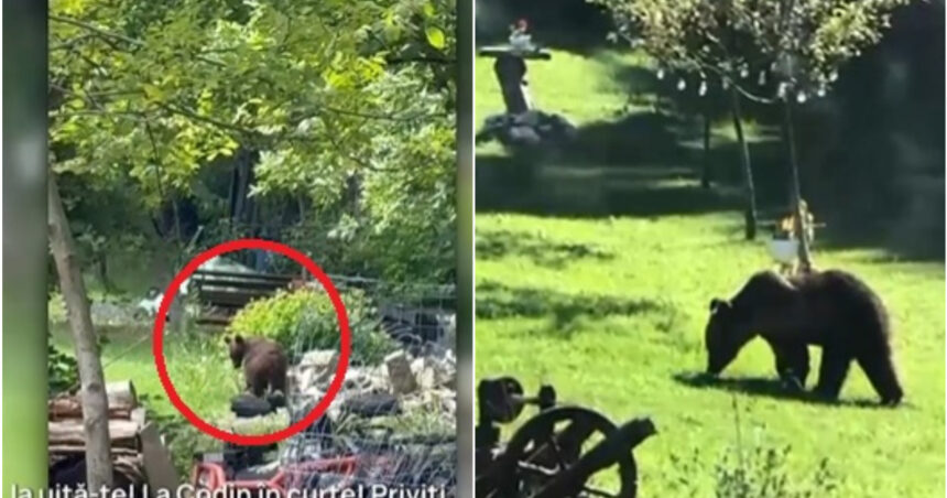 video toti muntii sunt plini orasul in care localnicii sunt terorizati de ursi zi si noapte animalele intra fara frica in gospodarii 684a7abfe7e47