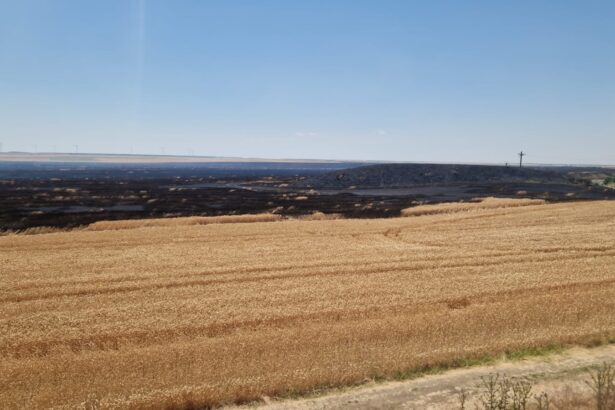 zi de foc incendii de vegetatie uscata la topraisar mereni medgidia agigea si corbu 685d22930a496