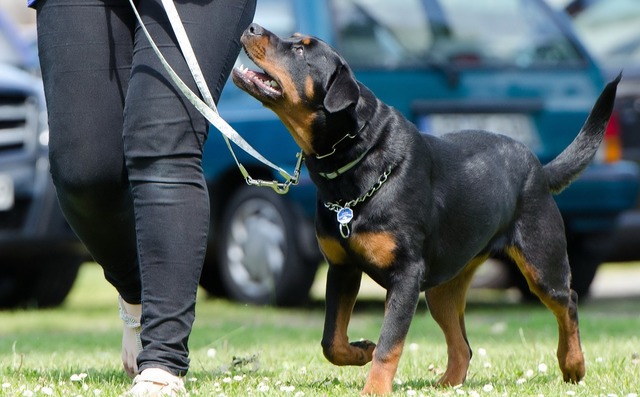 zooland ro rase de caini greu de dresat ce trebuie sa stii inainte sa adopti unul tips tricks 685e385e418aa