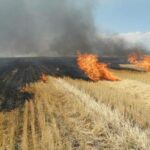 a luat foc vegetatia uscata de pe islazul localitatii castelu intervin pompierii constanteni 6877a4005a146