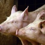 afectata puternic de pesta porcina africana industria porcului din romania este in usoara relansare 686b8a985edf6