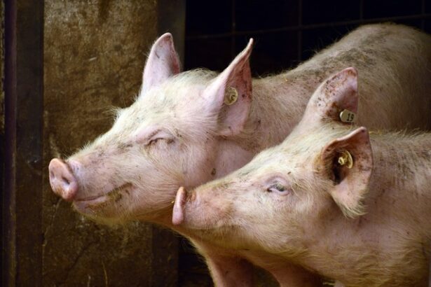 afectata puternic de pesta porcina africana industria porcului din romania este in usoara relansare 686b8a985edf6