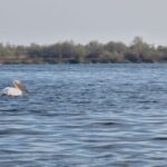 alerta in delta dunarii ambarcatiune cu turisti rasturnata in golful musura 4 persoane sunt resuscitate 6887c32574206
