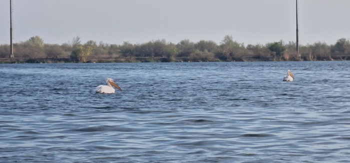 alerta in delta dunarii ambarcatiune cu turisti rasturnata in golful musura mai multe persoane sunt resuscitate 6887bf9d77972