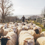 apia incepe eliberarea adeverintelor pentru fermierii crescatori de animale care vor sa ia credite bancare 687f74b094c36