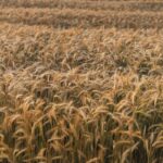 cinci state ue intre care si romania se opun unui nou acord comercial cu ucraina de teama ca vor creste importurile de produse agricole ieftine 687752ee63cdb