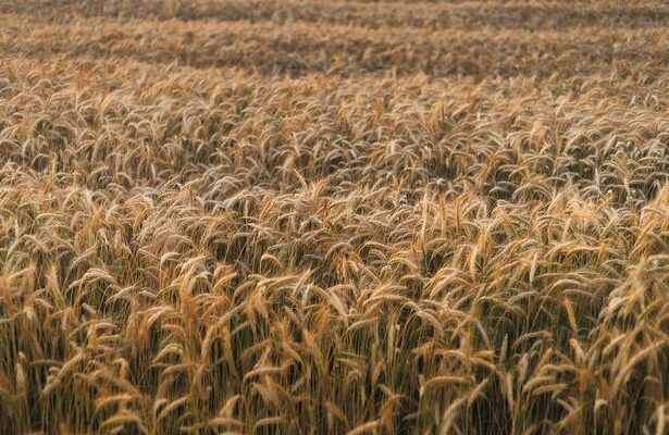 cinci state ue intre care si romania se opun unui nou acord comercial cu ucraina de teama ca vor creste importurile de produse agricole ieftine 687752ee63cdb