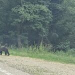 foto video alerta pe transfagarasan mai multi ursi asteapta pe marginea drumului sa primeasca hrana de la turisti mai multi inconstienti opresc si le arunca mancare 688635cd722af