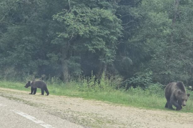 foto video alerta pe transfagarasan mai multi ursi asteapta pe marginea drumului sa primeasca hrana de la turisti mai multi inconstienti opresc si le arunca mancare 688635cd722af