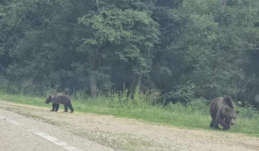 foto video alerta pe transfagarasan mai multi ursi asteapta pe marginea drumului sa primeasca hrana de la turisti mai multi inconstienti opresc si le arunca mancare 688635cd722af