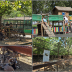 foto video conducerea complexului muzeal pentru stiinte ale naturii constanta investeste in viitor facilitati imbunatatite pentru animale si pasari si planuri pentru achizitii noi ce spune directoru 6880589de6160