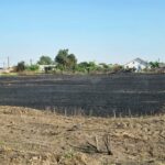 foto video incendiul de langa azilul de batrani din poarta alba a fost provocat marti in acelasi loc 3 tineri au dat foc miristii pe un hectar 686ff6fb3ae50