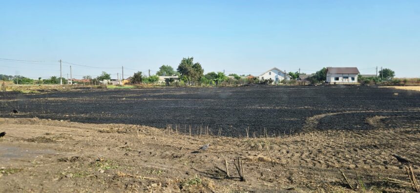 Incendiul de lângă azilul de bătrâni din Poarta Albă a fost provocat. Marți, în același loc, 3 tineri au dat foc miriștii pe un hectar. 1 foto video incendiul de langa azilul de batrani din poarta alba a fost provocat marti in acelasi loc 3 tineri au dat foc miristii pe un hectar 686ff6fb3ae50