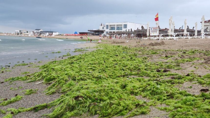 Plaja Laguna din Mangalia, acoperită de alge după o furtună puternică 1 foto video plaja laguna din mangalia acoperita de alge dupa o furtuna puternica 6888fbfcb5f83