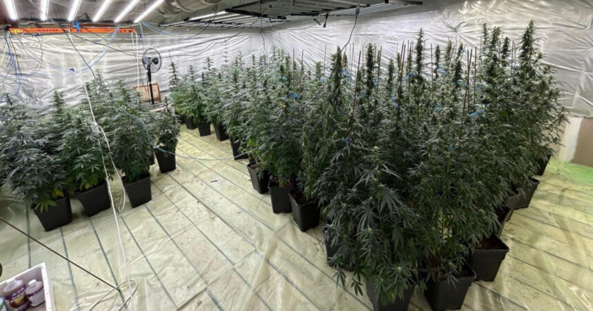Polițist cercetat pentru trafic de droguri după ce a dezvoltat o cultură indoor de canabis împreună cu soția sa în Dâmbovița 1 galerie foto politist cercetat pentru trafic de droguri a dezvoltat o cultura indoor de canabis impreuna cu sotia sa in dambovita 6888be994a076