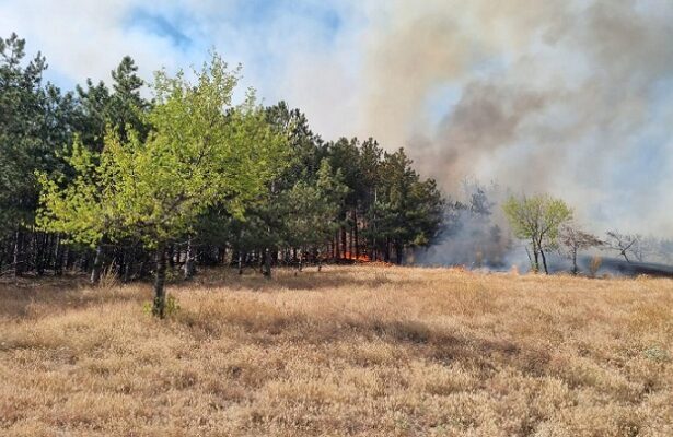 inca nu a fost stins incendiul de padure si vegetatie uscata din zona localitatii greci judetul tulcea 687608596ded6