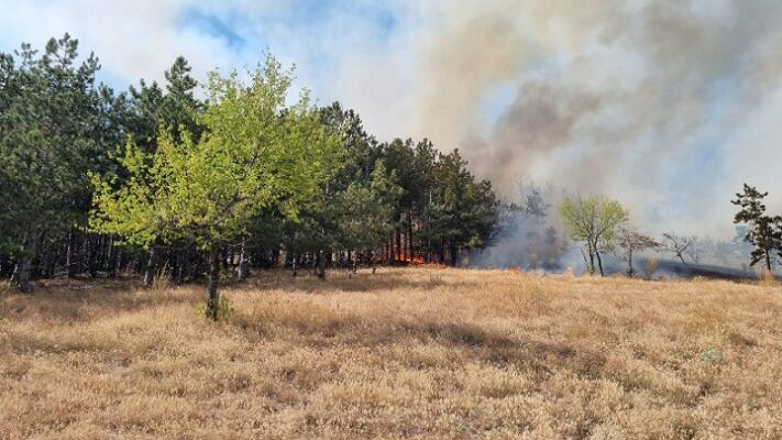 inca nu a fost stins incendiul de padure si vegetatie uscata din zona localitatii greci judetul tulcea 687608596ded6