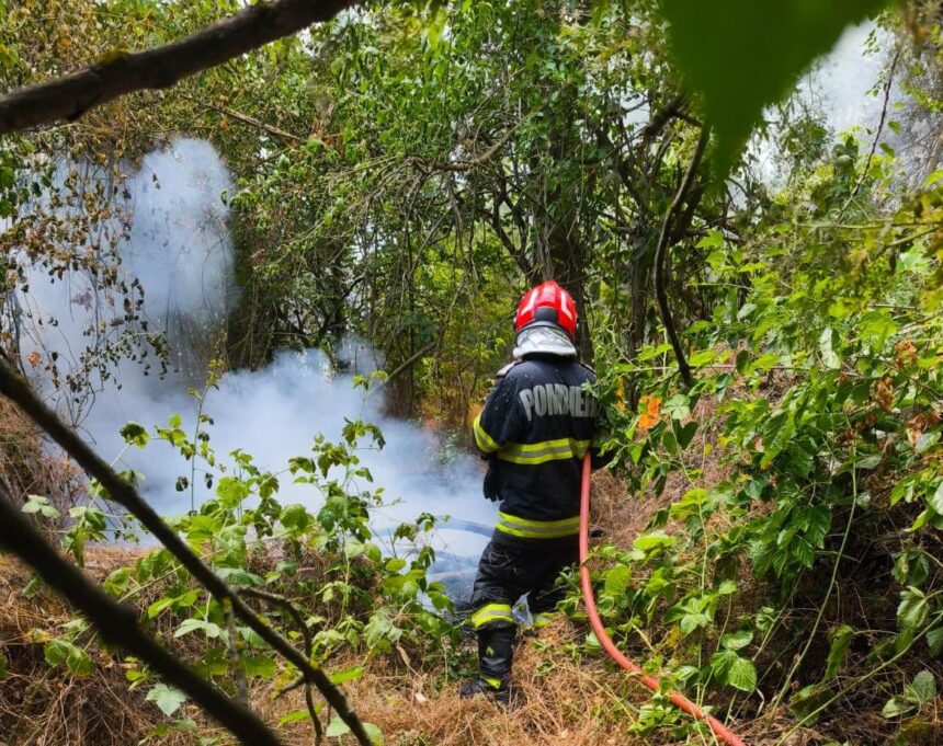 incendiile ameninta biodiversitatea din muntii macinului vegetatie specifica arbori si ierburi mistuite de flacari 687663dabd768