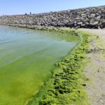 Invazie de alge pe litoralul constănțean: turiștii deranjați de aspectul plajelor 2 invazie de alge pe litoralul constantean turistii deranjati de aspectul plajelor 68736ffc6e513