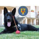 jandarmii tulceni au un nou membru in echipa loki von haus matyas are 7 luni si e specializat in patrulare si interventie 686d10edd64b6