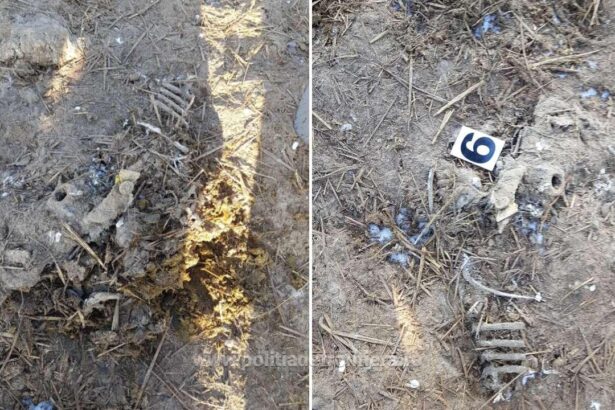 judecatorii amana dosarul oilor ingropate la smardan vezi aici cand a fost fixat noul termen la curtea de apel constanta 68713d6e561a7