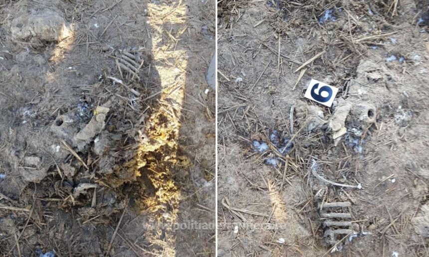 judecatorii amana dosarul oilor ingropate la smardan vezi aici cand a fost fixat noul termen la curtea de apel constanta 68713d6e561a7