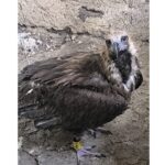 o poveste cu final fericit vulturul dryan eliberat in delta dunarii dupa o recuperare miraculoasa 6878dd469d99f